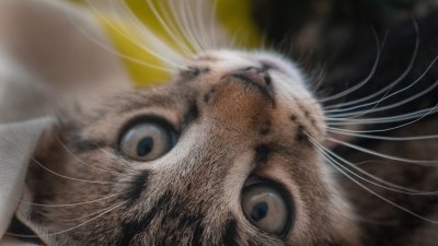 За котетата и законите на физиката