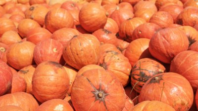 214-килограмова тиква поникна в Рига