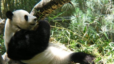 Панда риалити в Китай 