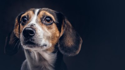 Кучетата се притесняват, когато стопаните им са стресирани