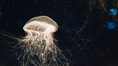 Откриха нов вид отровна медуза във водите на Хонконг