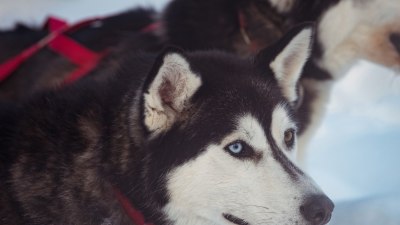 Героят Балто: Откриха специална ДНК в легендарното куче 