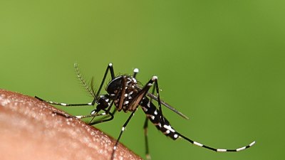 И ароматът на сапуни привлича комарите 