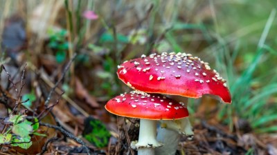Опасно вкусни: Кои са първите знаци за отравяне с гъби &nbsp;