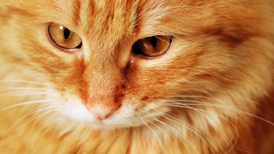 Защо повечето рижи котки са мъжки? Науката най-сетне има отговор