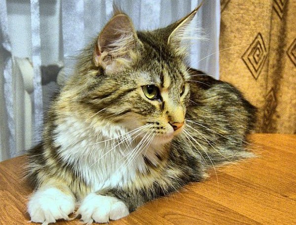 Котка в руската столица Москва бе отвлечена, като похитителите й