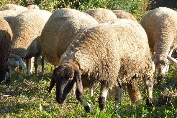 Около 2000 овце преминаха през центъра на Мадрид в рамките