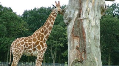 Японска пенсионерка подари жирафи на местен зоопарк