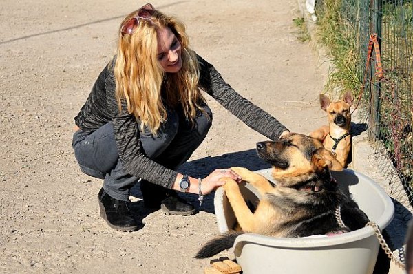 Нанси Карабойчева подари във вторник четири къщички на бездомните кучета