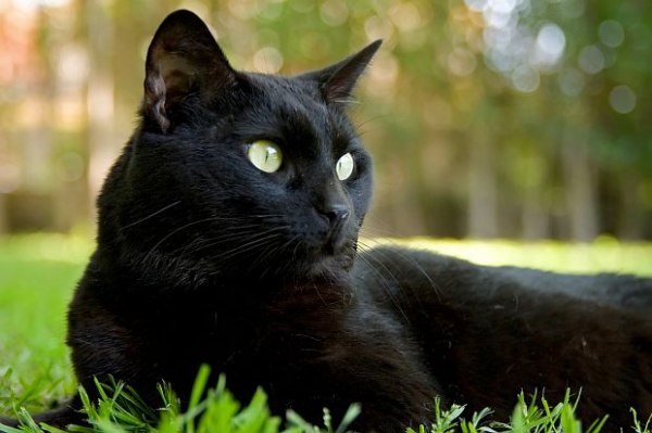 Не вярвам в широко разпространеното мнение че черната котка носи