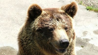 Кастрация грози страстен мечок в Пиринеите 