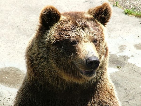 Един зрял вече на години кафяв мечок живеещ в Пиринеите