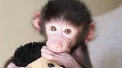 Изоставено бебе павиан гушка плюшена маймунка (ВИДЕО)