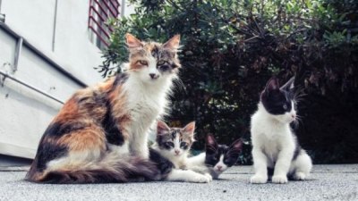 Тези две котки са истински хит в интернет (ВИДЕО)