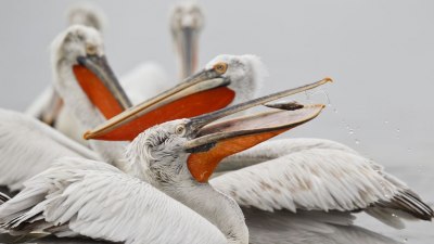 Все повече бебета пеликани се излюпват у нас (СНИМКИ)