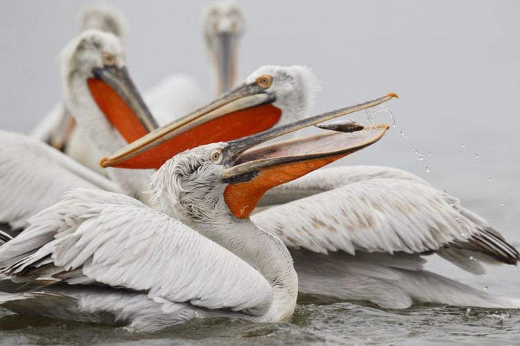 Нараснал е броят на двойките къдроглави пеликани гнездящи на остров