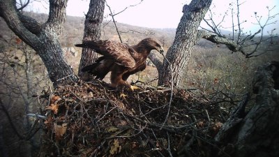 Заснеха гнездатата на най-потайния орел у нас (СНИМКИ)