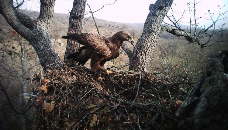 Фотокапан за наблюдение на малък креслив орел беше поставен за