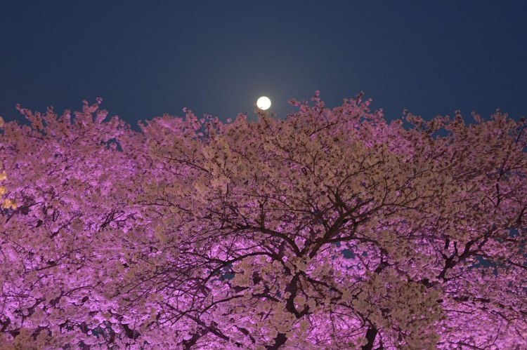 Астрономическото явление Розова Луна ще зарадва света в петък вечер,
