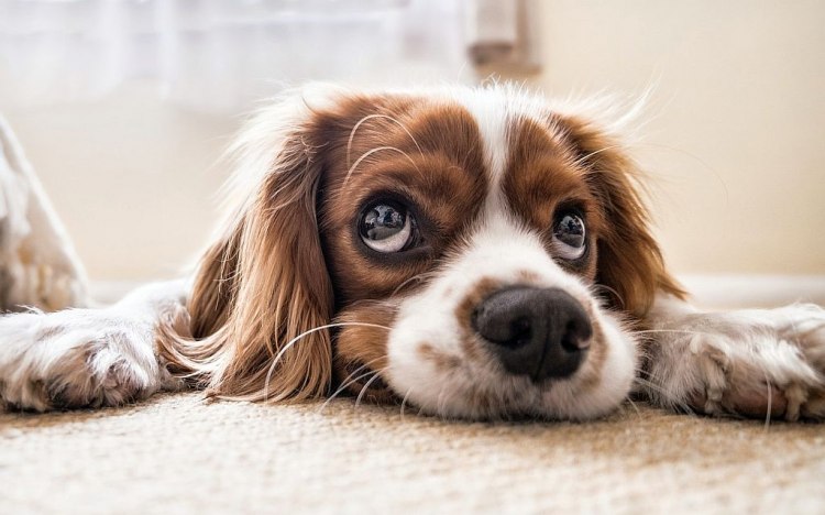 Кучетата усещат нашите притеснения, което ги стресира, установиха шведски учени.